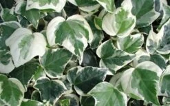 Variegated Algerian Ivy (Hedera Algeriensis 'Gloire De Marengo') - 5 Pack Of Pint Pots -Garden Care 3554 ravensholst ivy