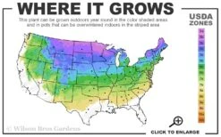 Bar Harbor Juniper - 1 Gallon Pot -Garden Care 3a 8a 2