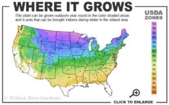 Pink Creeping Phlox - 6 Pack Of 1 Gallon Pots 7 Pink Creeping Phlox - 6 Pack Of 1 Gallon Pots -Garden Care 3a 8b 11