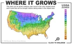 Limelight PeeGee Hydrangea - 2.5 Gallon Pot -Garden Care 3a 9b 4