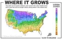 Grancy Graybeard - White Fringe Tree - 3 Gallon Pot -Garden Care 3b 9a 1