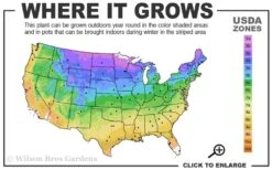 Hetzi Columnar Juniper - 3 Gallon Pot 7 Hetzi Columnar Juniper - 3 Gallon Pot -Garden Care 3b 9b