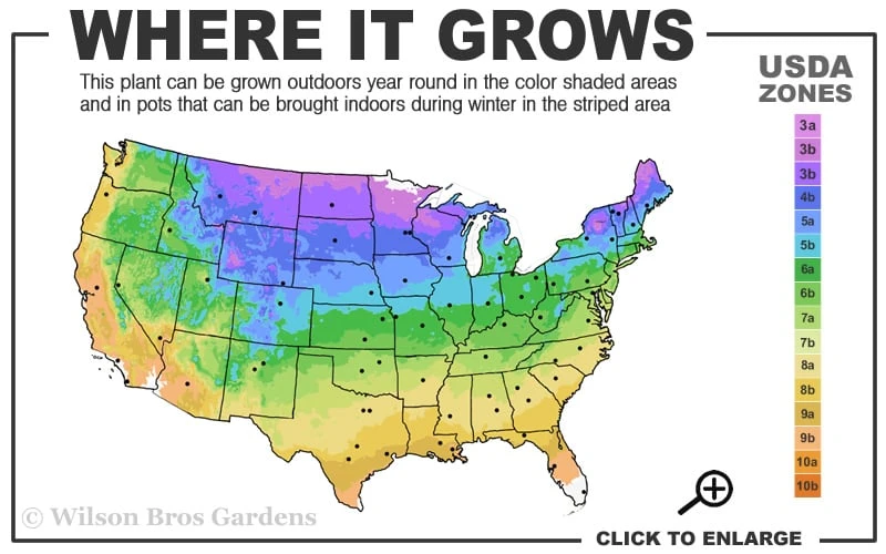 Hetzi Columnar Juniper - 3 Gallon Pot 3 Hetzi Columnar Juniper - 3 Gallon Pot - Image 3