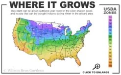 Red Drift Groundcover Rose - 1 Gallon Pot -Garden Care 4a 11 1