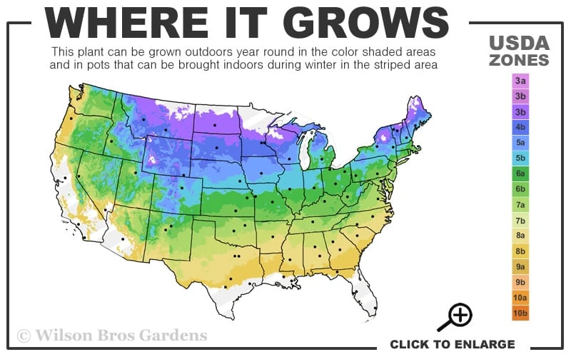 Avalanche Feather Reed Grass (Calamagrostis) - 3 Gallon Pot 3 Avalanche Feather Reed Grass (Calamagrostis) - 3 Gallon Pot - Image 3