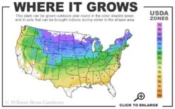 Red Mulberry Tree (Morus Rubra) - 3 Gallon Pot 11 Red Mulberry Tree (Morus Rubra) - 3 Gallon Pot -Garden Care 4a 8b 8