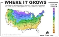 Cardinal Wyszynski Clematis - 1 Gallon Pot -Garden Care 4a 8b thumbnail 2