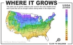 Gold Lace Juniper - 6 Pack Of 1 Gallon Pot 7 Gold Lace Juniper - 6 Pack Of 1 Gallon Pot -Garden Care 4a 9a 2