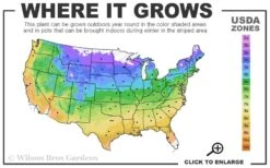 Ville De Lyon Clematis - 1 Gallon Pot -Garden Care 4a 9b 37