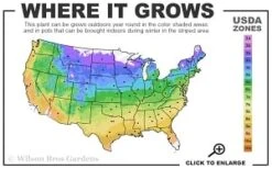 Elsa Spath Clematis - 1 Gallon Pot -Garden Care 4a 9b thumbnail