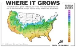 Emerald Goddess Liriope (Lilyturf) - 1 Gallon Pot 9 Emerald Goddess Liriope (Lilyturf) - 1 Gallon Pot -Garden Care 5B 11 4