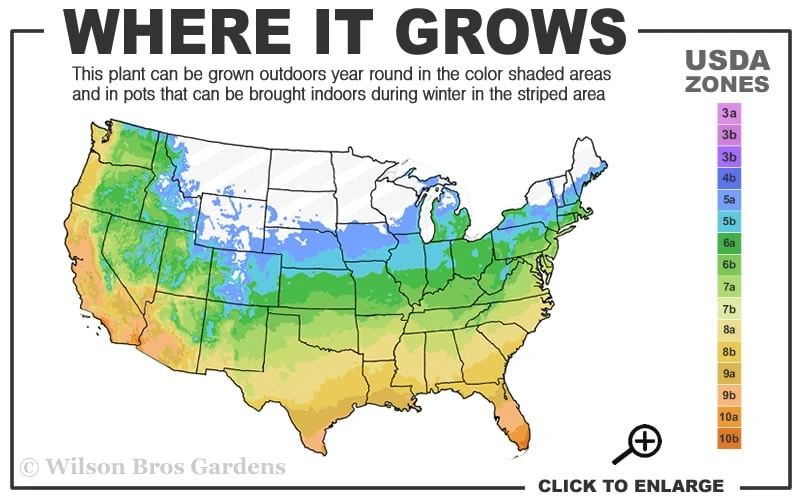 Bisset Bamboo (Phyllostachys Bissetii) - 3 Gallon Pot (2-4') 3 Bisset Bamboo (Phyllostachys Bissetii) - 3 Gallon Pot (2-4') - Image 3