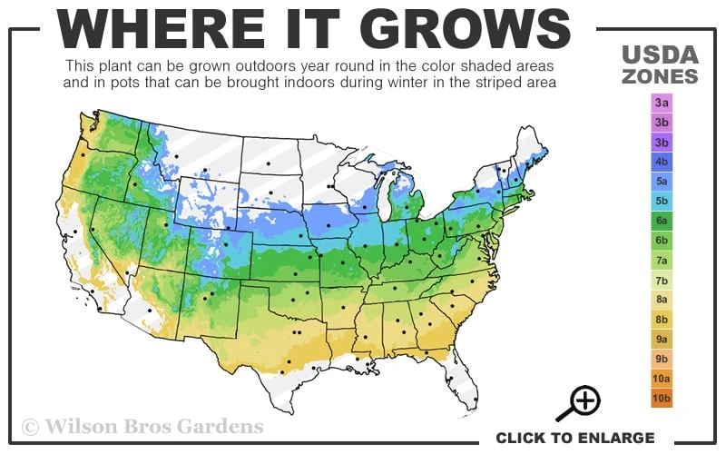 Moonfire Japanese Maple - 5 Gallon Pot 3 Moonfire Japanese Maple - 5 Gallon Pot - Image 3