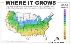 Incense Bamboo (Phyllostachys Atrovaginata) - 3 Gallon Pot 8 Incense Bamboo (Phyllostachys Atrovaginata) - 3 Gallon Pot -Garden Care 5a 8b 4