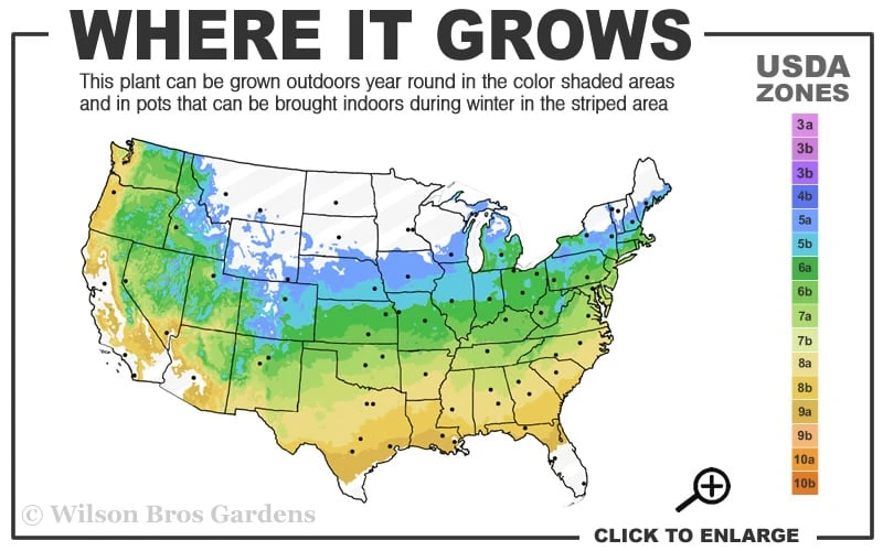 Red Filigree Lace Weeping Japanese Maple - 2 Gallon Pot 3 Red Filigree Lace Weeping Japanese Maple - 2 Gallon Pot - Image 3