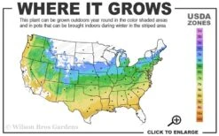 Butterfly Japanese Maple - 5 Gallon Pot -Garden Care 5a 9a 19