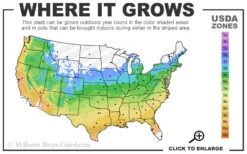 Shaina Dwarf Red Japanese Maple - 3 Gallon Pot 8 Shaina Dwarf Red Japanese Maple - 3 Gallon Pot -Garden Care 5a 9b 55