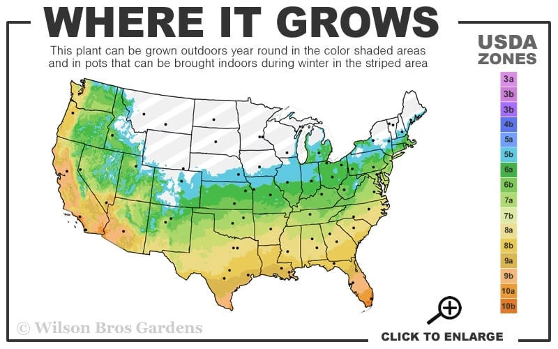 Royal Purple Liriope (Lilyturf) - 6 Pack Of 1 Gallon Pots 3 Royal Purple Liriope (Lilyturf) - 6 Pack Of 1 Gallon Pots - Image 3