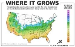 Bug Bat Pitcher Plant (Sarracenia) - 2.5 Quart Pot -Garden Care 5b 9b