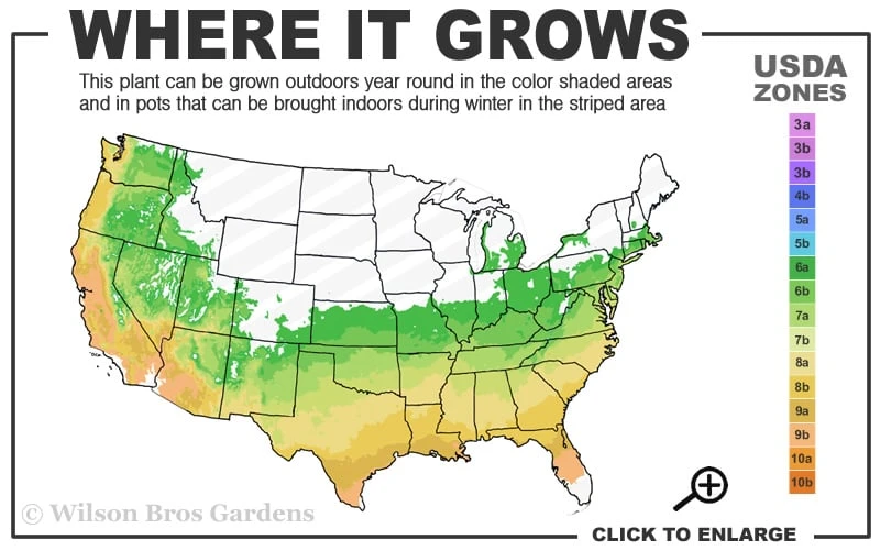 Shalimar Red Crossvine - Bignonia Capreolata - 2 Gallon Pot 3 Shalimar Red Crossvine - Bignonia Capreolata - 2 Gallon Pot - Image 3