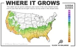 Perfecto Mundo Red Reblooming Azalea - 3 Gallon Pot -Garden Care 6B 9B 3