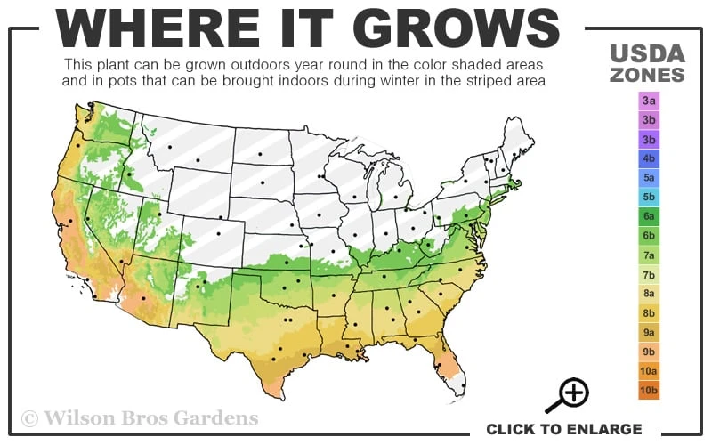 Autumn Sweetheart Encore Azalea - 1 Gallon Pot 3 Autumn Sweetheart Encore Azalea - 1 Gallon Pot - Image 3