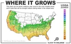 Leyland Cypress - 1 Gallon Pot -Garden Care 6a 10a 1