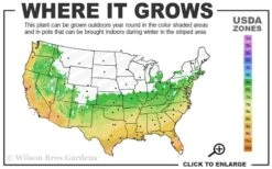 Summer Snow Gardenia - 3 Gallon Pot 10 Summer Snow Gardenia - 3 Gallon Pot -Garden Care 6a 10a