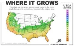 Flirt Dwarf Nandina - 2 Gallon Pot 8 Flirt Dwarf Nandina - 2 Gallon Pot -Garden Care 6a 10b 11