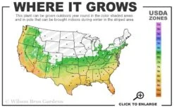 Kuma Zasa Dwarf Bamboo - Sasa Veitchii 'Kuma-Zasa' - 1 Gallon Pot -Garden Care 6a 11 13