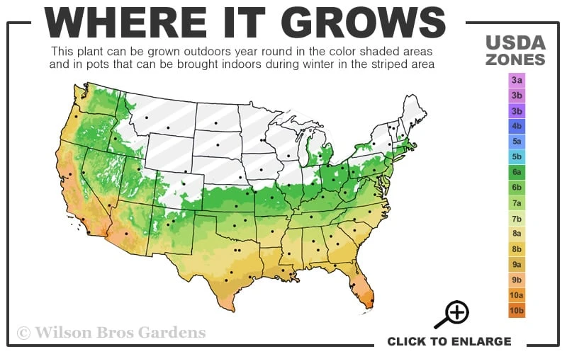 Silvery Sunproof Variegated Liriope - Lilyturf - 6 Pack Of 1 Gallon Pots 3 Silvery Sunproof Variegated Liriope - Lilyturf - 6 Pack Of 1 Gallon Pots - Image 3