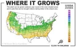 Schip Laurel (Prunus Laurocersasus 'Schipkaensis') - 3 Gallon Pot 8 Schip Laurel (Prunus Laurocersasus 'Schipkaensis') - 3 Gallon Pot -Garden Care 6a 8b 2