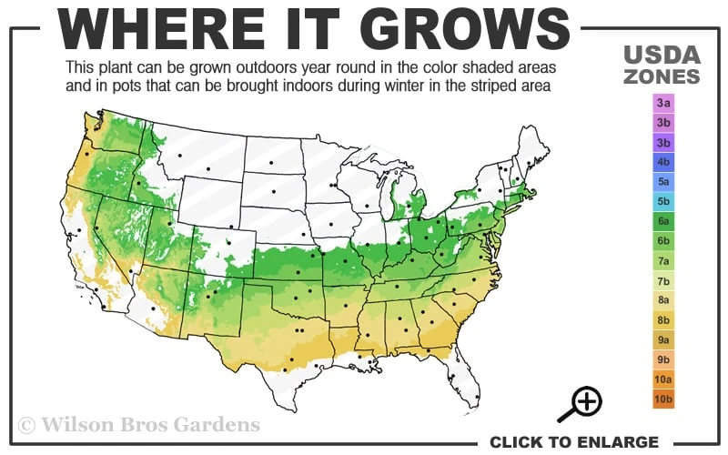 Schip Laurel (Prunus Laurocersasus 'Schipkaensis') - 3 Gallon Pot 3 Schip Laurel (Prunus Laurocersasus 'Schipkaensis') - 3 Gallon Pot - Image 3