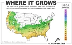 Sir Robert Dwarf Azalea - 1 Gallon Pot -Garden Care 6a 9a