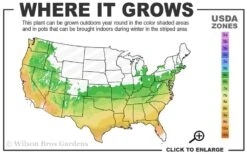 Serpentine Weeping Blue Atlas Cedar - 5 Gallon Pot 8 Serpentine Weeping Blue Atlas Cedar - 5 Gallon Pot -Garden Care 6a 9b 49