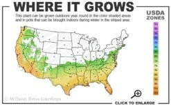 Spotted Leopard Bamboo - Phyllostachys Bambusoides 'Tanakae' - 3 Gallon Pot -Garden Care 6b 10b 3