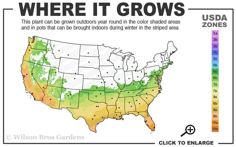 San Jose Fortune's Tea Olive Osmanthus - 3 Gallon Pot 3 San Jose Fortune's Tea Olive Osmanthus - 3 Gallon Pot - Image 3