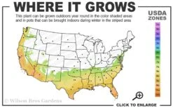 Little Gem Dwarf Southern Magnolia - 7 Gallon Pot (4-5') 11 Little Gem Dwarf Southern Magnolia - 7 Gallon Pot (4-5') -Garden Care 7a 10a 3
