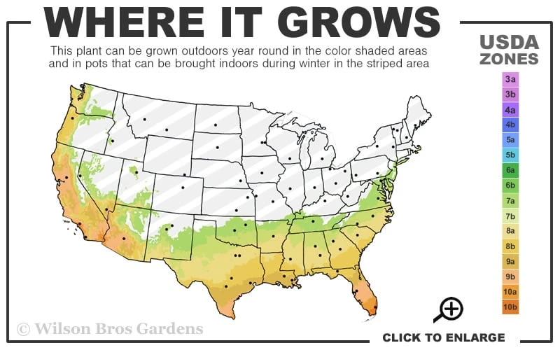 Juliet Cleyera Japonica - 2 Gallon Pot 3 Juliet Cleyera Japonica - 2 Gallon Pot - Image 3
