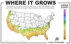 Chansonette Dwarf Weeping Camellia Sasanqua - 3 Gallon Pot -Garden Care 7a 10b 9