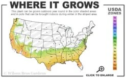 Marti Camellia - 3 Gallon Pot -Garden Care 7a 9b 13