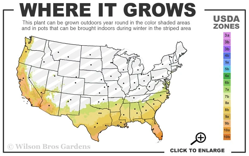 Fudingzhu Fragrant White Tea Olive (Osmanthus Fragrans) - 1 Gallon Pot 3 Fudingzhu Fragrant White Tea Olive (Osmanthus Fragrans) - 1 Gallon Pot - Image 3