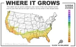 Asian Jasmine - Asiatic Jasmine - 18 Count Flat Of Pint Pots -Garden Care 7b 10b 6