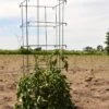 Tomato HD Galvanized Square Cage