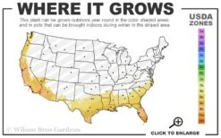 Bluey Cold Hardy Eucalyptus Tree (Eucalyptus Pulverulenta) - 1 Gallon Pot -Garden Care 8a 11 7