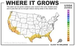 Alphonse Karr Golden Bamboo (Bambusa Multiplex) - 2 Gallon Pot 11 Alphonse Karr Golden Bamboo (Bambusa Multiplex) - 2 Gallon Pot -Garden Care 8b 11 1