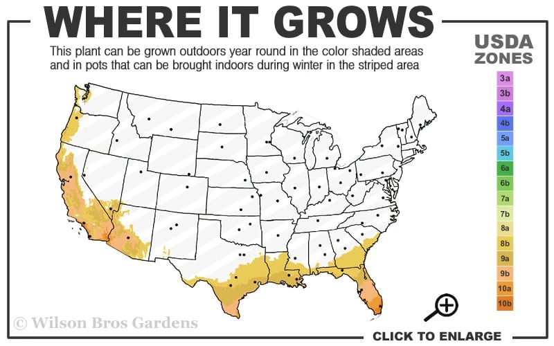 Red Cluster Bottlebrush Tree - 3 Gallon Pot 3 Red Cluster Bottlebrush Tree - 3 Gallon Pot - Image 3