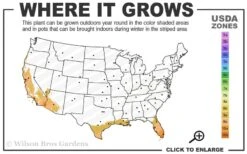 Asian Lemon Bamboo (Bambusa Eutuldoides 'Viridivittata') - 3 Gallon Pot 9 Asian Lemon Bamboo (Bambusa Eutuldoides 'Viridivittata') - 3 Gallon Pot -Garden Care 9a 11