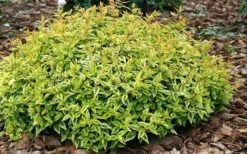 Kaleidoscope Dwarf Abelia - 2 Gallon Pot -Garden Care Abelia Kaleidoscope Mid Spring Color 51