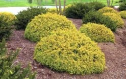 Kaleidoscope Dwarf Abelia - 2 Gallon Pot -Garden Care Abelia Kaleidoscope Summer Color 52